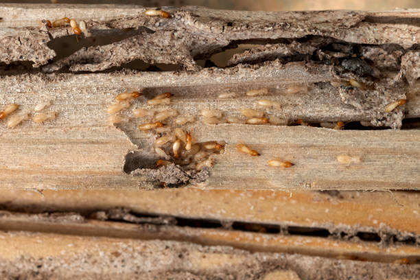 Trusted Valley Hill, NC Pest Control Experts