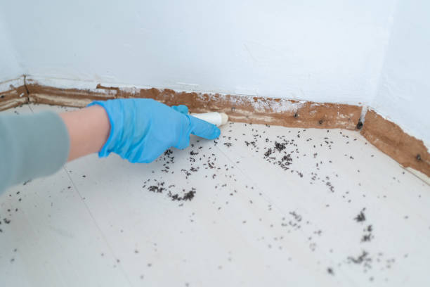 Best Pest Control Near Me in Valley Hill, NC